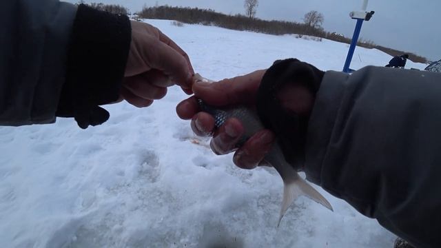 Как найти плотву в стае леща или поиск иголки в стоге сена. смотреть онлайн