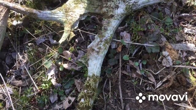 Поиски рогов лося смотреть онлайн