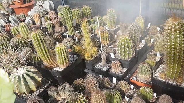 2020.60.Немецкий муж любит кактусы? #Жарим мясо# Влог#StayHome#Stew Meat#Fleisch Achmoren#