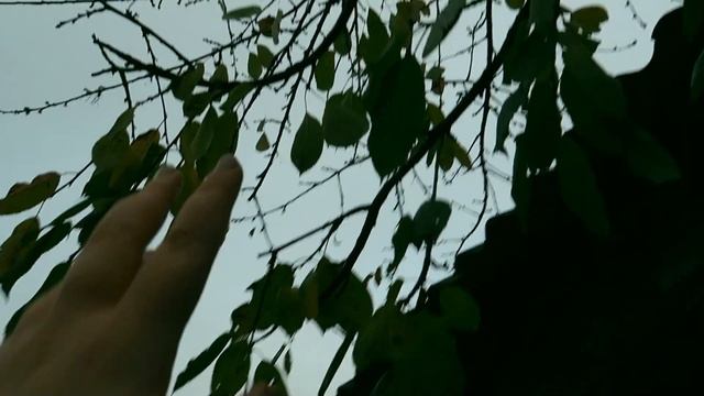 Моя Осень: Шаман в Лесу, Пилим деревья, Ремонт дома Начался смотреть онлайн