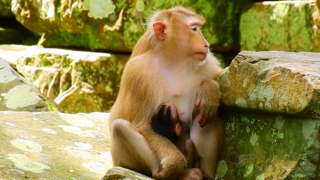 Sadness! Looks Mum Rose Unhappy, She Doesn't React To The Actions Of Other Monkeys. смотреть онлайн