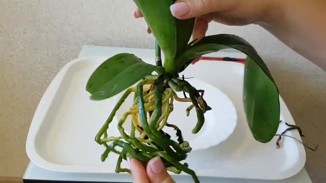 как ПРАВИЛЬНО ПЕРЕСАДИТЬ цветущую ОРХИДЕЮ из магазина пересадка ОРХИДЕИ орхидея Orchid Orchids