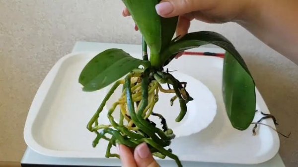 как ПРАВИЛЬНО ПЕРЕСАДИТЬ цветущую ОРХИДЕЮ из магазина пересадка ОРХИДЕИ орхидея orchid orchids