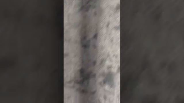 Хитрый Деник строит глазки😏🐈⬛Ориентальный кот Дэни смотреть онлайн