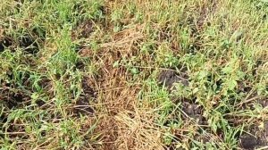 Картофелекопалка Утиный хвост от трактора Уралец