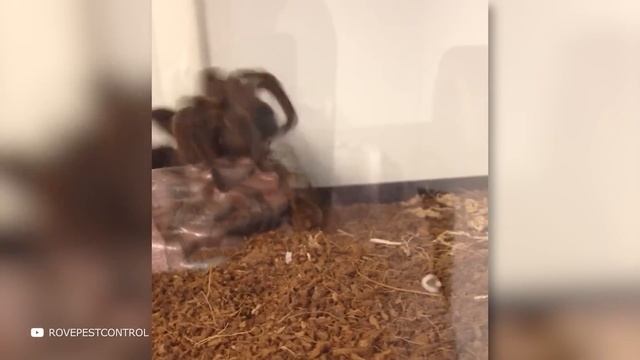 100 Самых Редких и Опасных Животных в Мире смотреть онлайн