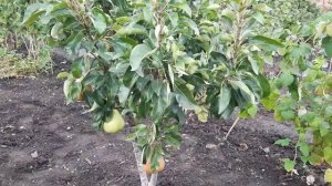 Колоновидна груша "МЕДОВА" (16.09.2022) сигнальне плодоношення