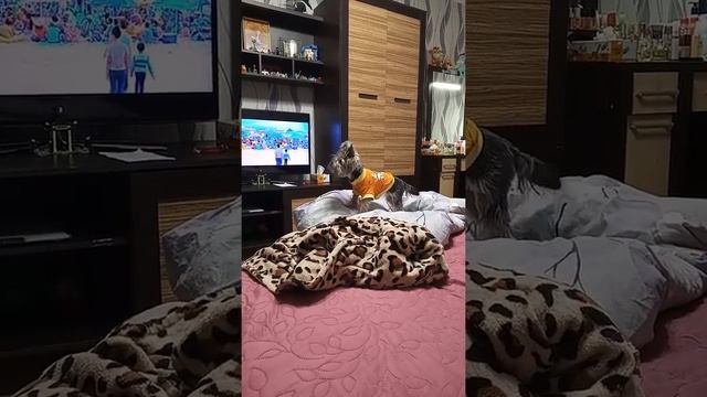 Йорк гавкает смотреть онлайн