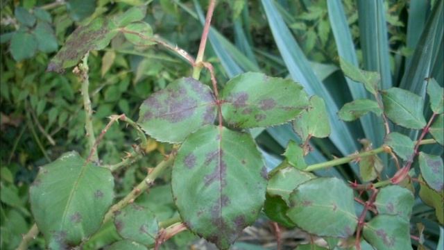 Тля на розах как с ней бороться