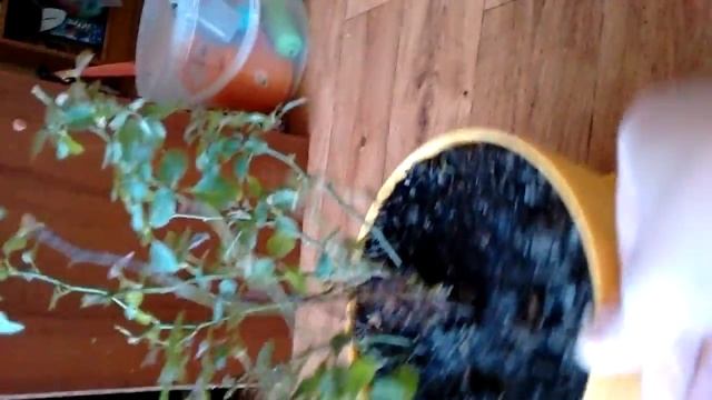 Комнатные цветы. Розы, абутилон. Черенки роз. Общий обзор цветов