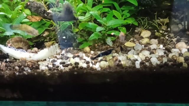 Латвия /  Рулька / Подарки  / Будьте Осторожны / Ruta Vlog / Рига / @HozajushkaRuta @RutaLutkevica