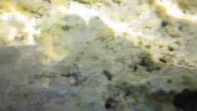 Губан перистохвостый хейлин смотреть онлайн