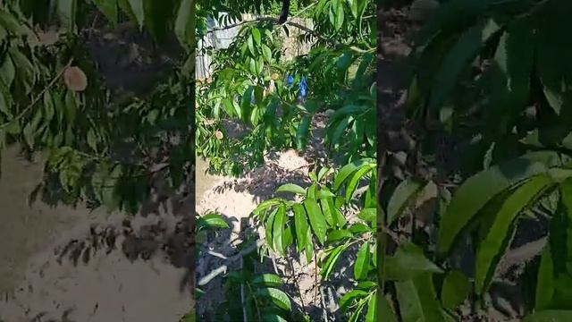 Болезнь на деревьях персика (курчавость). Могилев смотреть онлайн