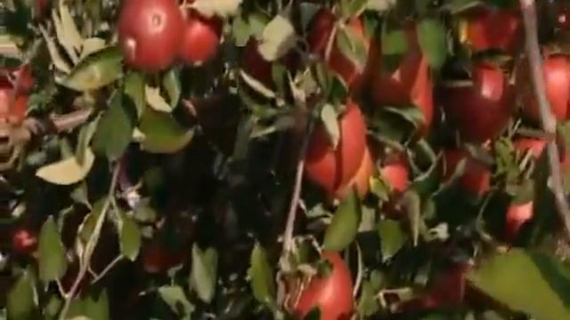 Кораген® для защиты яблоневых садов от яблонновой плодожорки смотреть онлайн