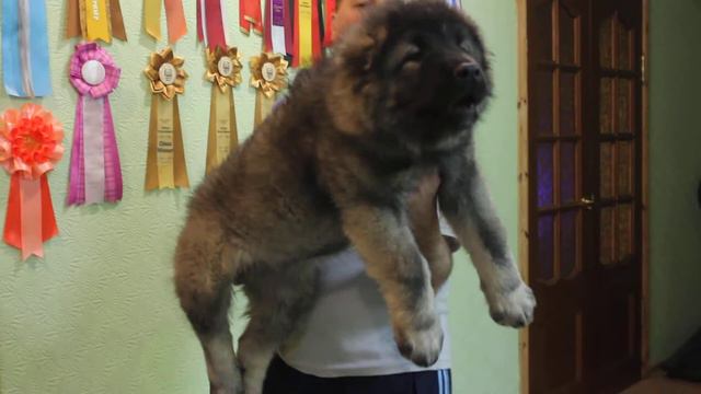 Кавказская овчарка Золото Кавказа