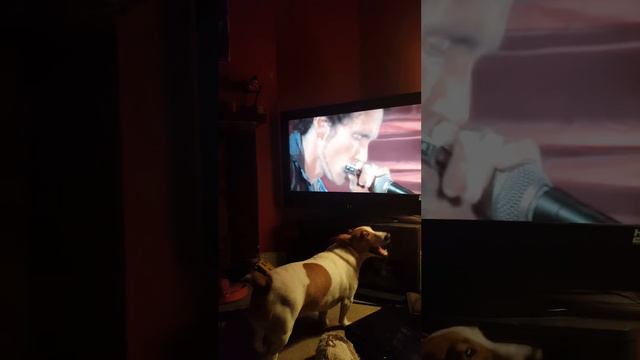 Funny animals! ! :) Harmonica Jam featuring "Bella Blues! " Funny Jack Russell singing the blues смотреть онлайн