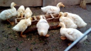 Утки Мулард (чем кормить) вся правда. Что Как По чем ??? 28 дней от роду.