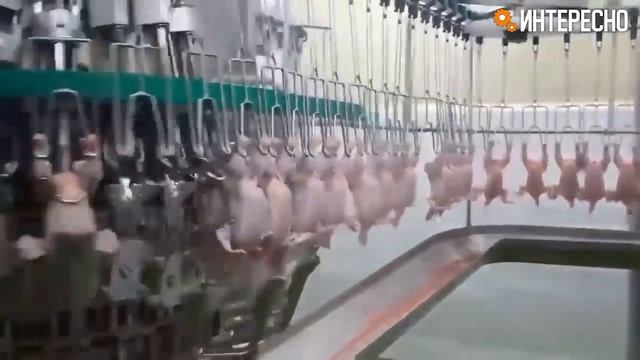 Как работает птицефабрика. Процесс выращивания птицы.