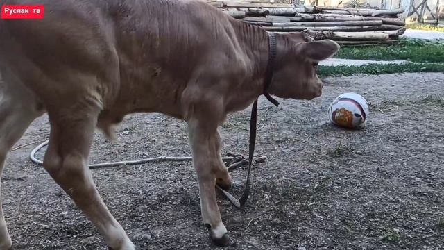 Теленок порода швиц.CALF смотреть онлайн
