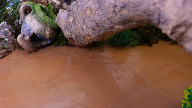 Stop Motion ASMR - Battle of fish - Catfish hunting colorful Koi Fish Eels смотреть онлайн