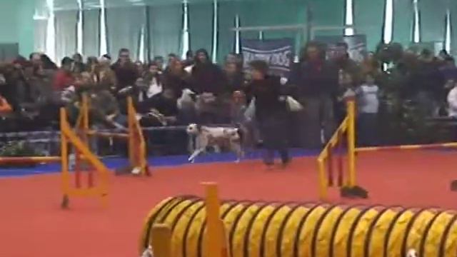 Agility Belgrade Open 13.12.2009. - Marina i Ami, jumping смотреть онлайн
