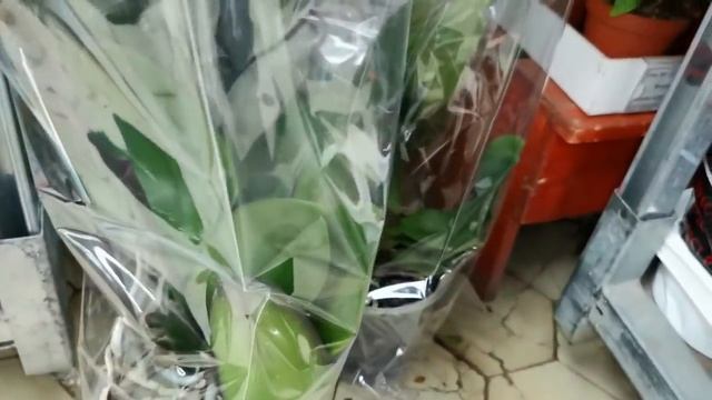 ШИКАРНЫЙ завоз ОРХИДЕЙ в "Юге",редкие ПЕЛОРИКИ в мою КОЛЛЕКЦИЮ!25.03.20,Самара,ул.Авиационная,8. смотреть онлайн