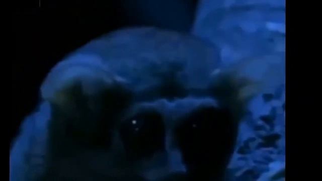 Эти забавные животные смотреть онлайн