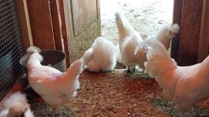 9 ЛУЧШИХ ПОРОД КУР НЕСУШЕК ДЛЯ СЕМЬИ РАЗВЕДЕНИЯ ЯИЦ в 2023 году