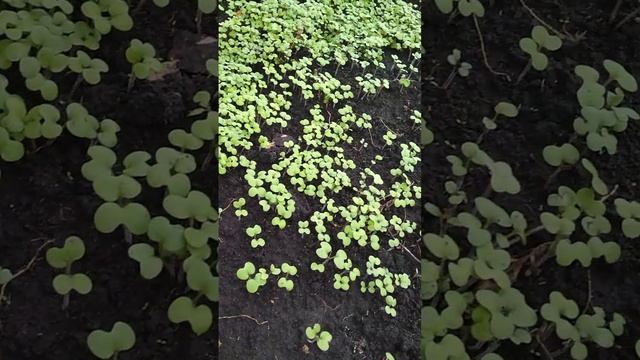 ЧТО САЖАТЬ ПОСЛЕ КАРТОШКИ? смотреть онлайн