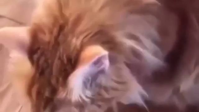 Кот рыгает и поëт смотреть онлайн