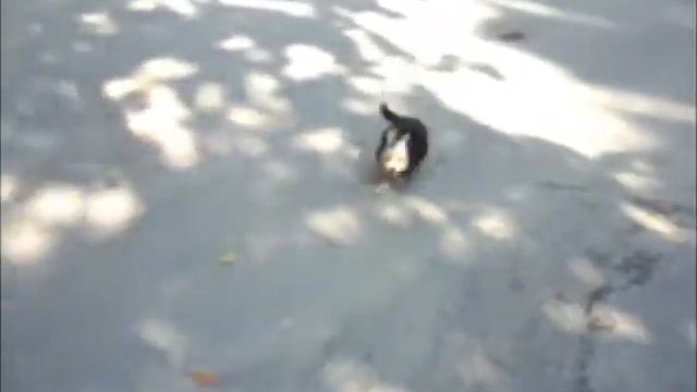 Уроки общения. Бивер йоркширский терьер. смотреть онлайн