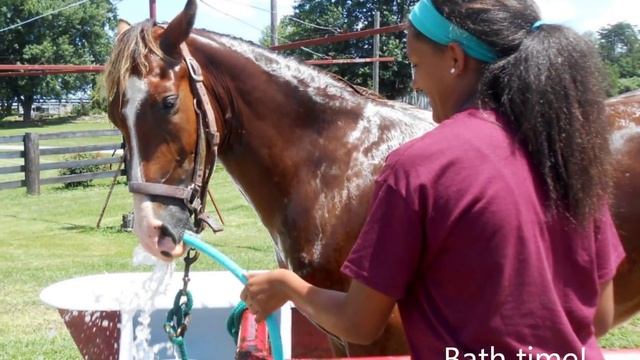 Pegasus Stables KY Rocky Mountain Horses