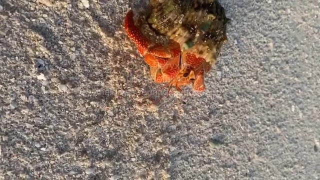 Мальдивы. Maldives. 马尔代夫。 68