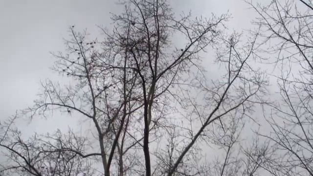 Птички, которые живут у нас в Усть-Куте и перелетные, которые летят мимо нас смотреть онлайн