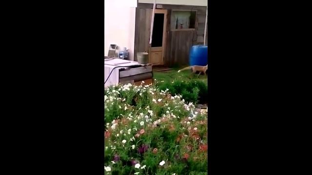 Наглая лиса в Чаузово(Алтайский край) смотреть онлайн