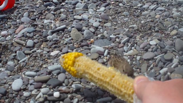Россия, Крым, г.Алушта, Черное море и жадный воробей :) смотреть онлайн