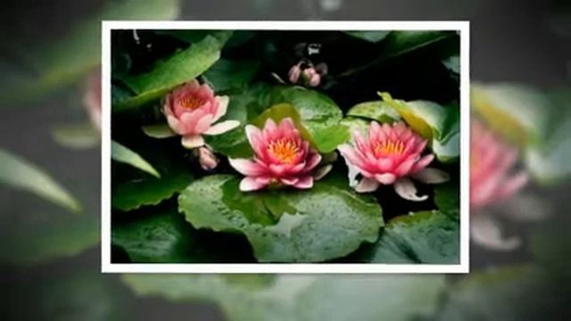 ЛИЛИИ ДЛЯ ЛЮБИМОЙ! КРАСИВАЯ ПЕСНЯ ХИТ ВЕСНЫ смотреть онлайн