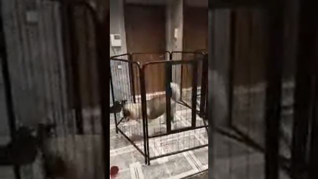 Вольер усиленный для крупных и средних собак смотреть онлайн