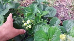 Трипс на клубнике. Как выглядит один из самых опасных врагов клубники