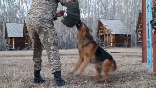 Немецкая овчарка Шэдл (тренировка по ЗКС) смотреть онлайн
