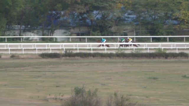 29.09.2019 - 14 Скачки на кобылах 2-х лет чистокровной верховой породы - Раугаш смотреть онлайн