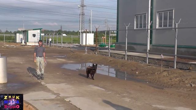 Собака на стройке смотреть онлайн
