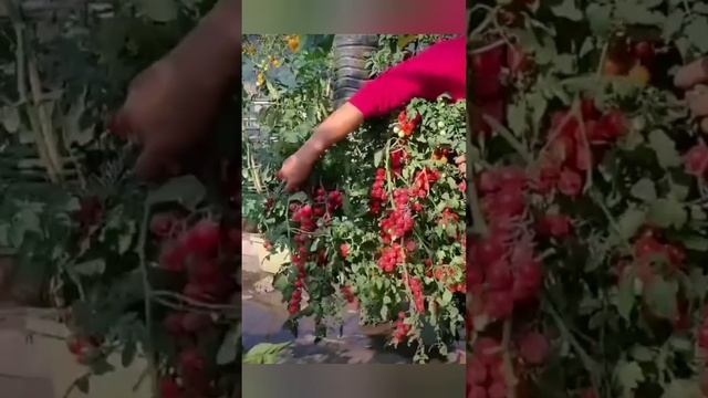 Помидоры ? вырастить в бутылке! ☝️ смотреть онлайн