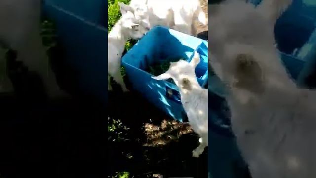 Кто сказал, что козы рыбу не едят. смотреть онлайн