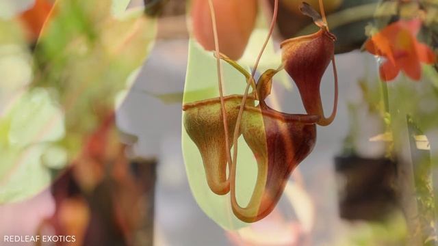 Nepenthes jamban: The Toilet Pitcher Plant смотреть онлайн