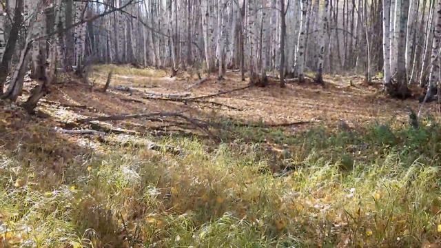 ЗОЛОТАЯ ОСЕНЬ, листопад ? ? красивая природа смотреть онлайн