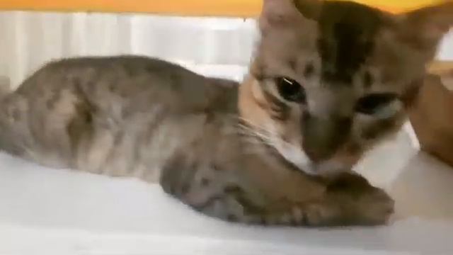 My handsome... My DUMA... смотреть онлайн