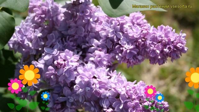 Сирень обыкновенная Андрюша Громов. Краткий обзор, описание характеристик syringa vulgaris смотреть онлайн