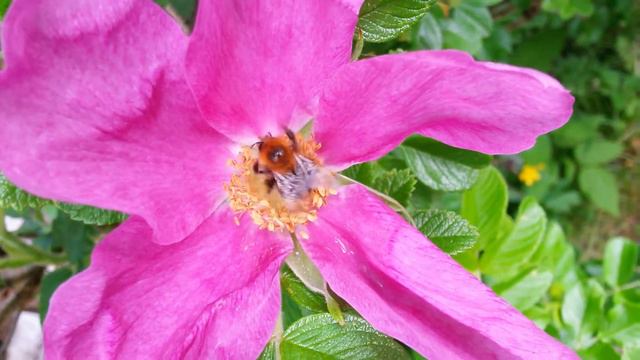 Мохнатый шмель собирает пыльцу на шиповнике. смотреть онлайн