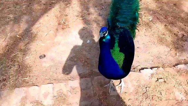 CHICKEN SONG PART 53 - FUNNY CHICKEN SONG AND DANCING | FUNNY CHICKEN DANCE | CHICKEN SONG смотреть онлайн